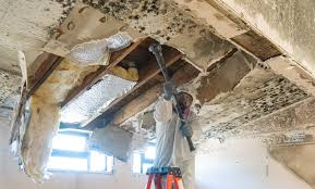 Trusted Roanoke, TX Mold Removal Experts